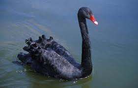 photo of black swan