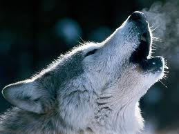 photo of wolf